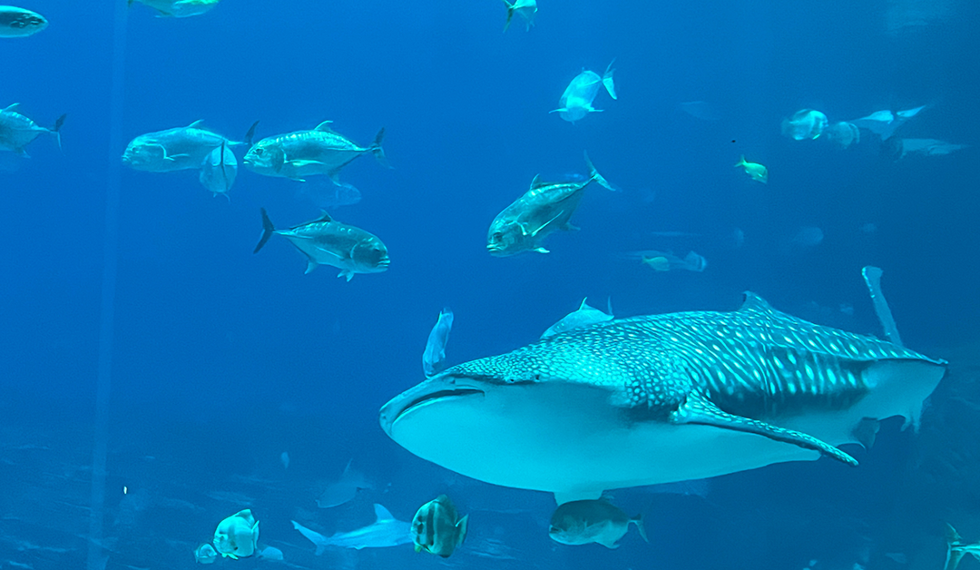 Providing Critical Life Support at Georgia Aquarium